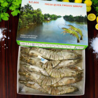 Tôm Sú Khánh Long – Size 10 (Hộp 10 con)